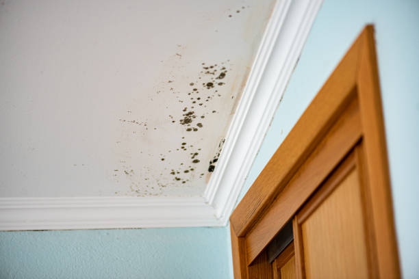 Best Best Mold Removal Companies  in Horseshoe Bay, TX