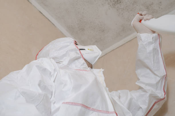 Best Local Mold Removal Service  in Horseshoe Bay, TX