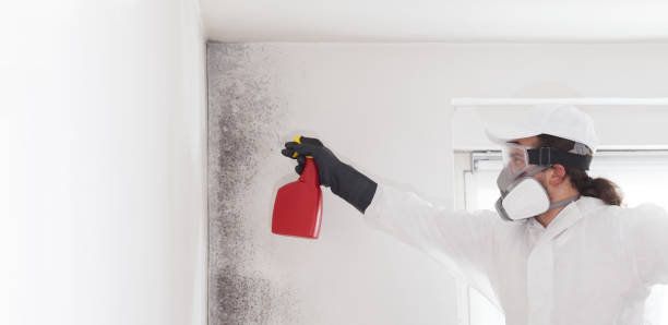Office Mold Removal Services in Horseshoe Bay, TX