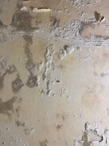 Best Home Mold Removal  in Horseshoe Bay, TX