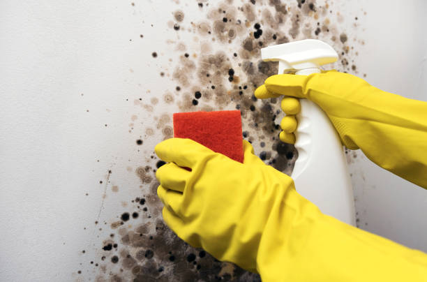 Best Affordable Mold Removal  in Horseshoe Bay, TX