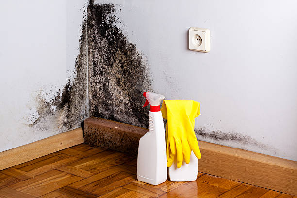 Crawl Space Mold Removal in Horseshoe Bay, TX