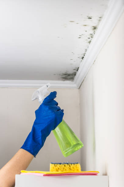 Best Attic Mold Removal  in Horseshoe Bay, TX